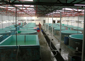 Prawn Hatchery - Dearo Agri